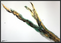 Rooted 1, a textured abstract painting with a diagonal seam of green, gold and black across an open white field, by Stefanie Carola